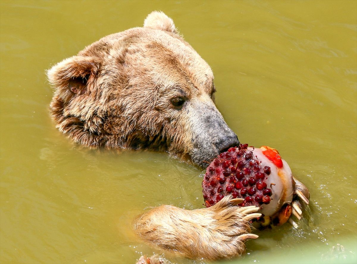 Gaziantep Hayvanat Bahçesi'nde hayvanlara buzlu kokteyl