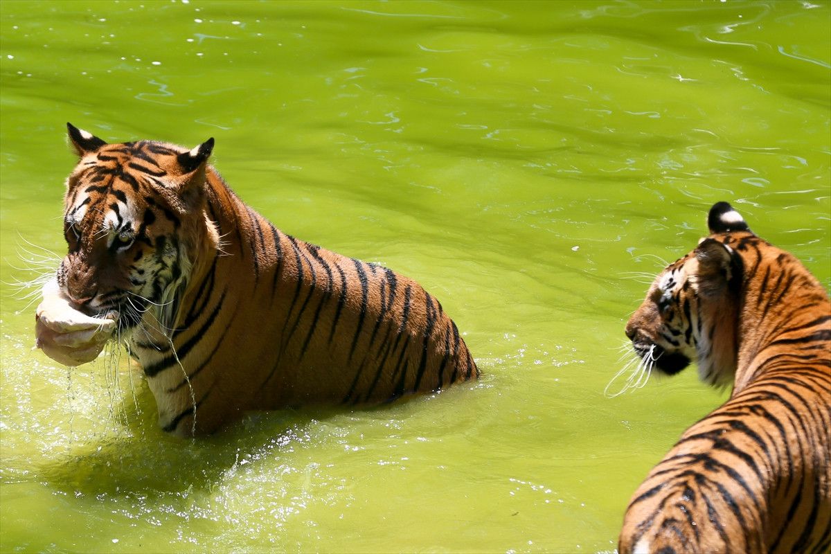 Gaziantep Hayvanat Bahçesi'nde hayvanlara buzlu kokteyl