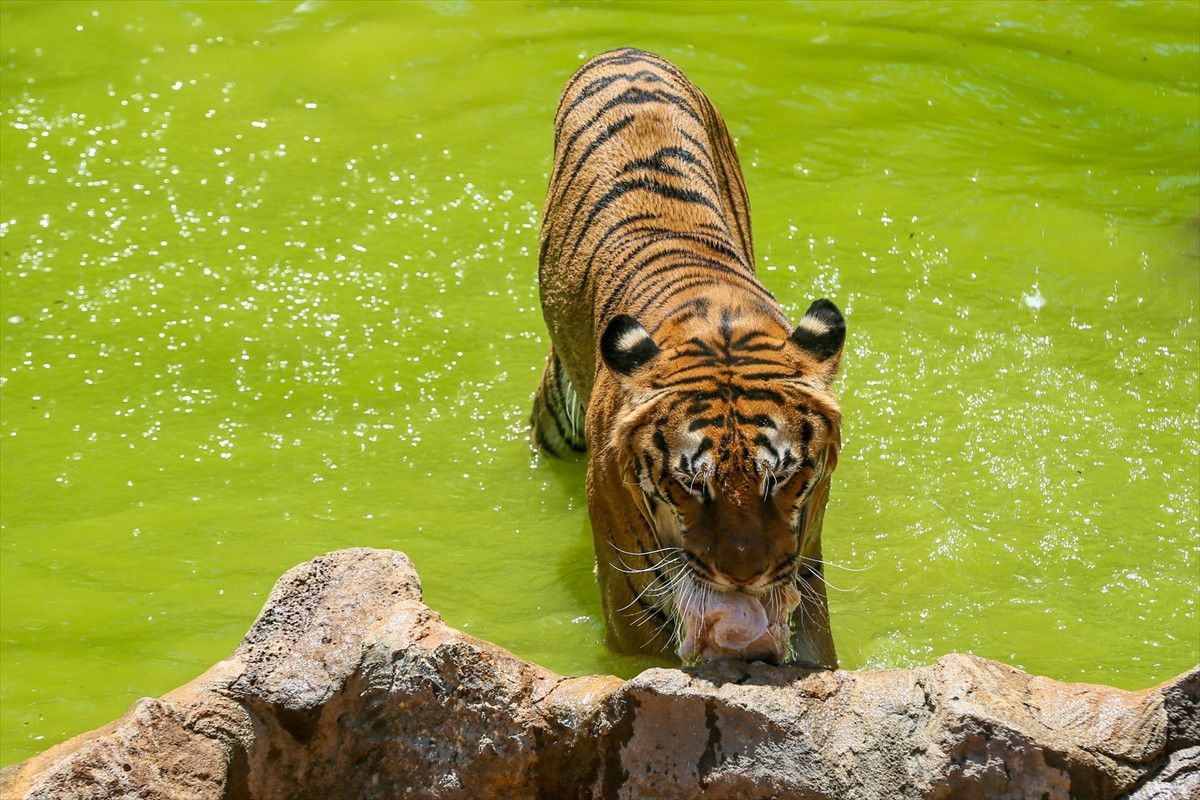 Gaziantep Hayvanat Bahçesi'nde hayvanlara buzlu kokteyl
