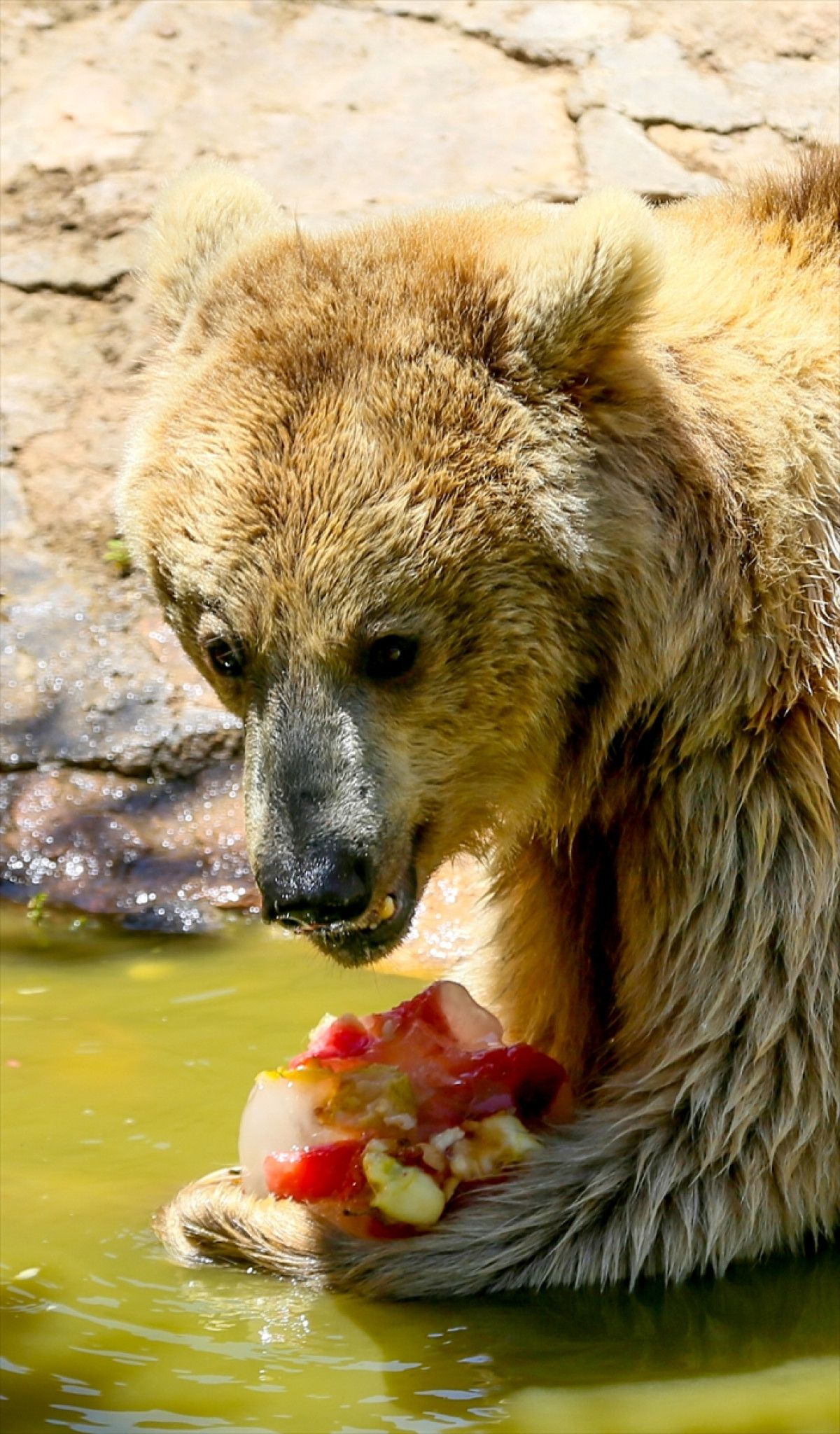Gaziantep Hayvanat Bahçesi'nde hayvanlara buzlu kokteyl