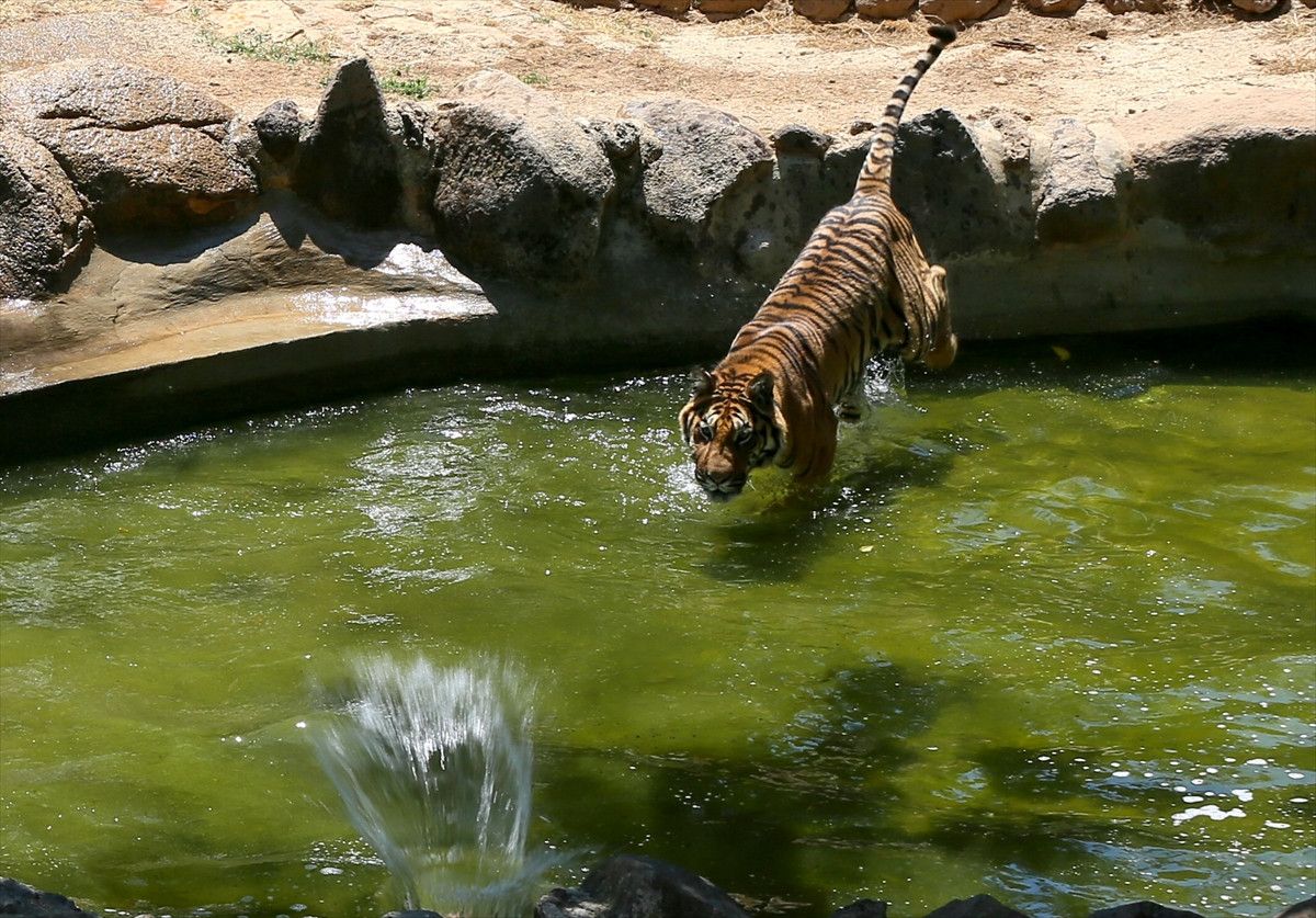 Gaziantep Hayvanat Bahçesi'nde hayvanlara buzlu kokteyl