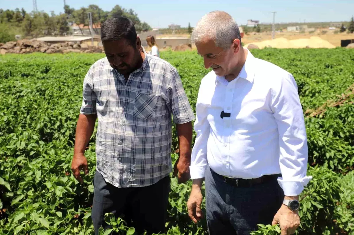 Gaziantep'te Fide Dağıtımı ile İlk Hasatlar Toplanmaya Başlandı