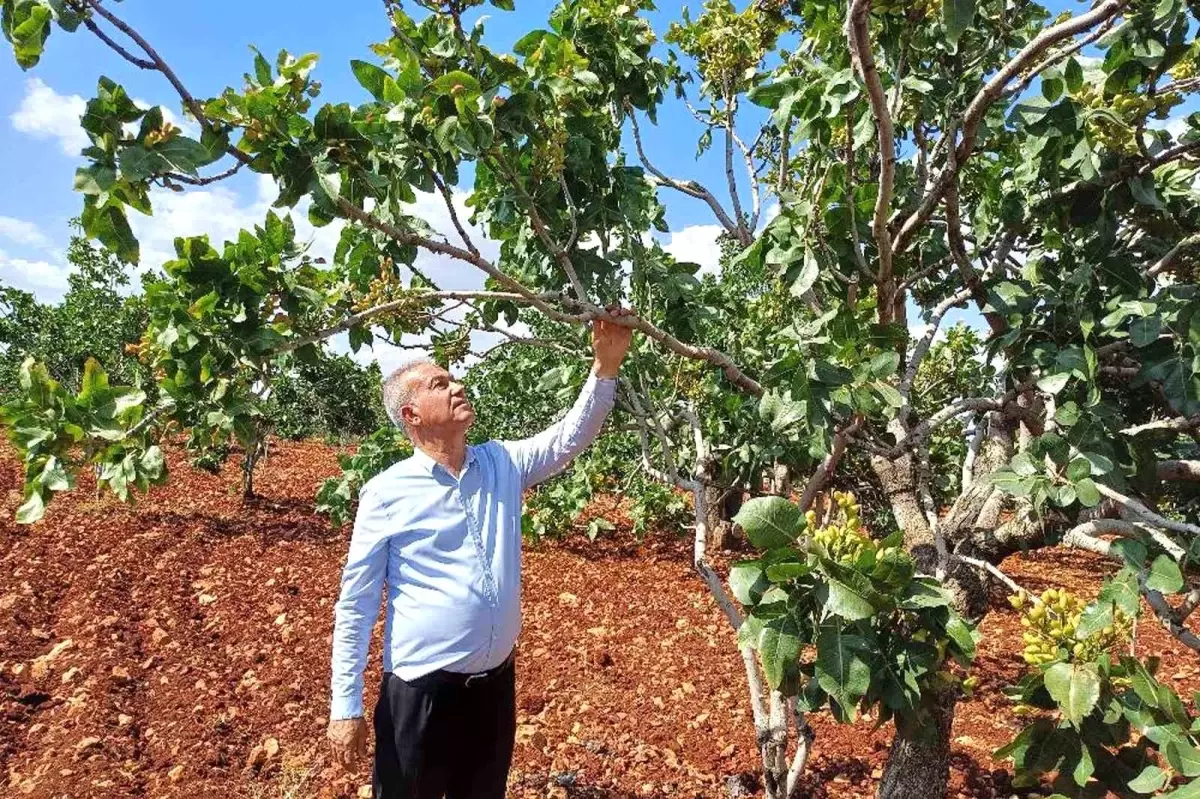 Gaziantep'te Fıstık Hasadında Yüzde 50 Düşüş