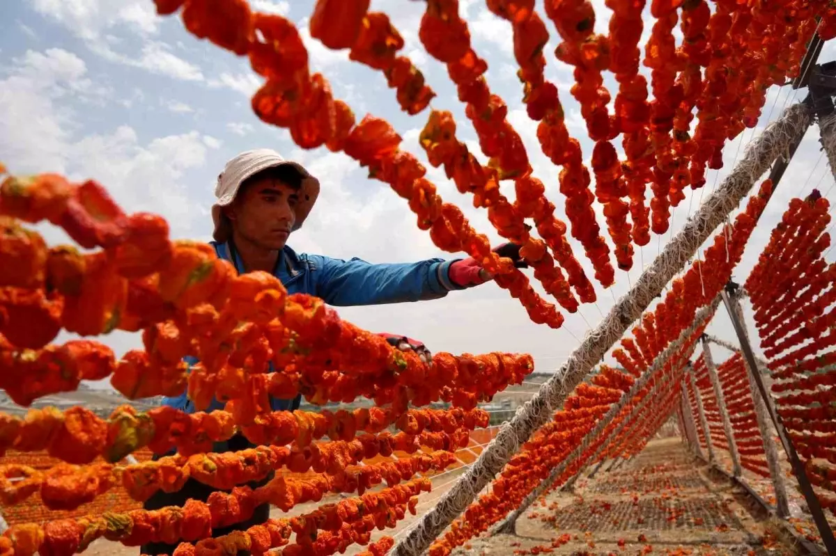 Gaziantep'te Kurutmalık Sebze Sezonu Başladı