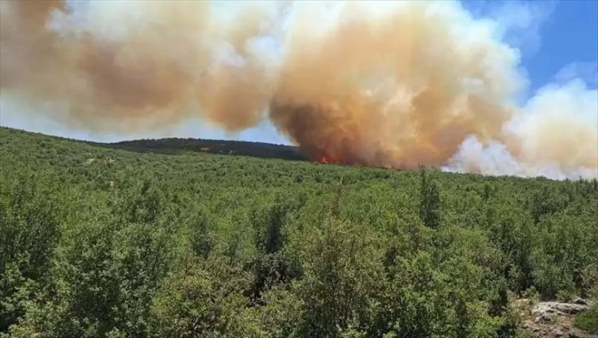 Gaziantep'te Orman Yangını Kontrol Altında