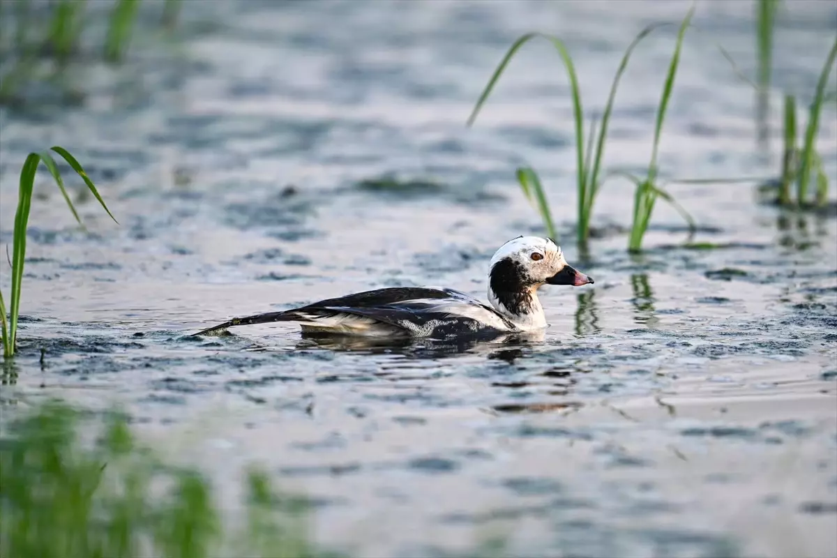 Gaziantep'te Telkuyruk Kuşu İlk Kez Görüldü