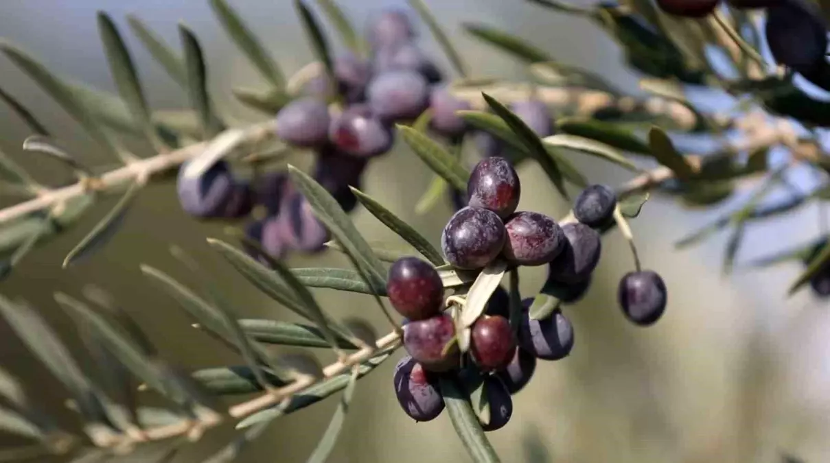 Nizip Zeytinyağı Kalite ve Saflıkta Dünyanın En İyisi Seçildi