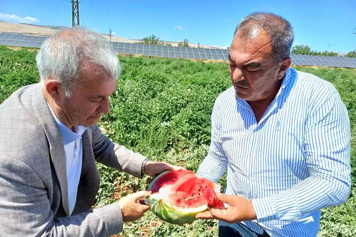 2025 Karpuz Hasadı Gaziantep'te Başladı