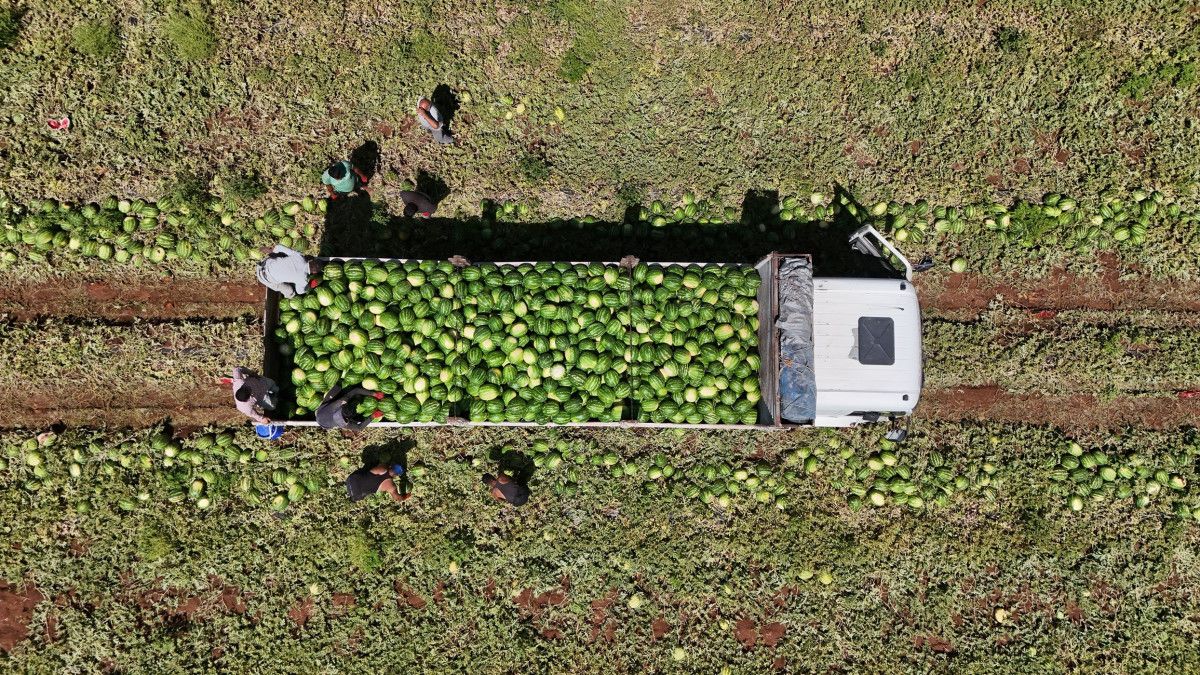 Adana'da karpuzun tarla fiyatı düşmeye devam ediyor