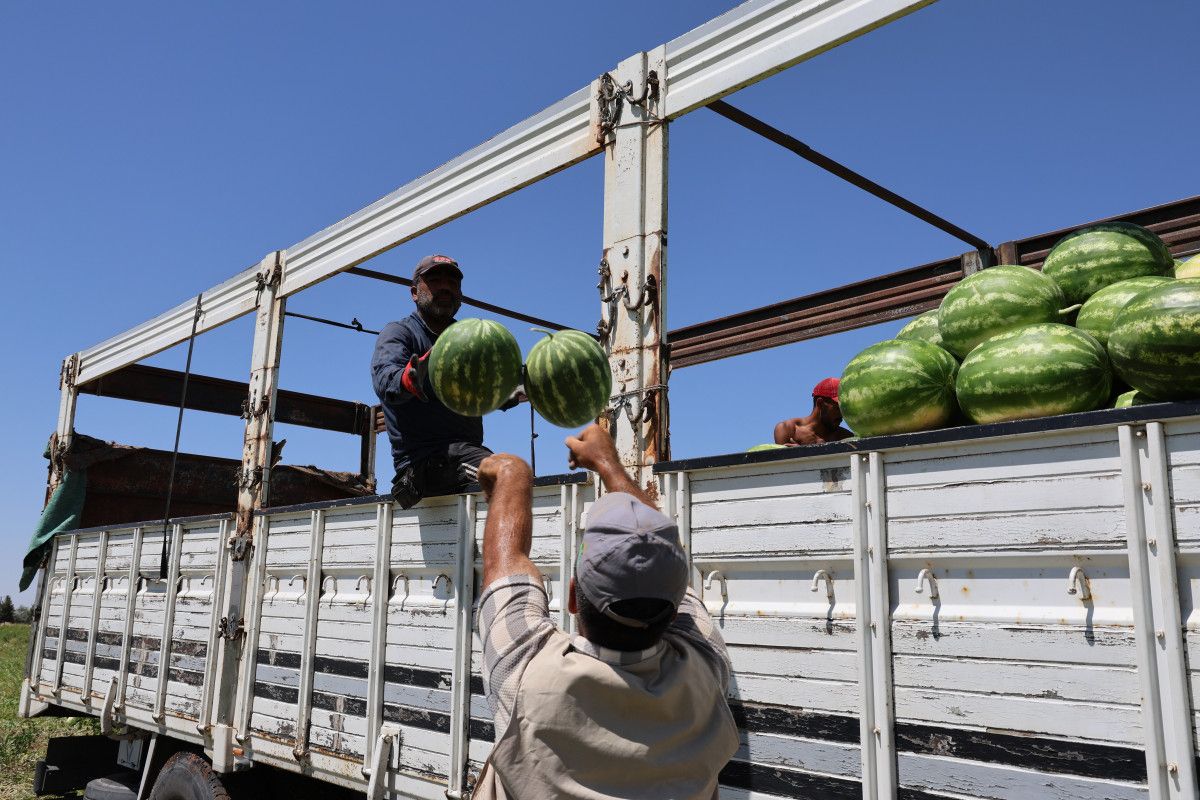 Adana'da karpuzun tarla fiyatı düşmeye devam ediyor