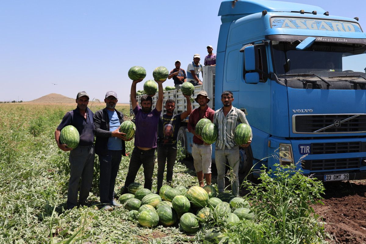 Adana'da karpuzun tarla fiyatı düşmeye devam ediyor