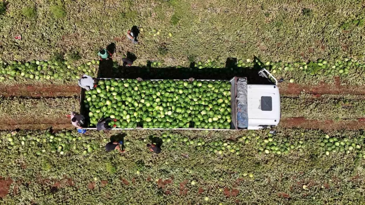 Diyarbakır Karpuzunda Hasat Zirve Yaptı