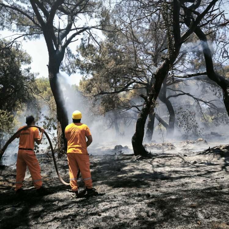 Türkiye’de Orman Yangınları: Son Durum ve Gelişmeler