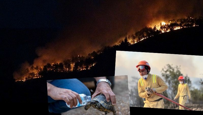 Türkiye'de Orman Yangınlarıyla Mücadele Devam Ediyor