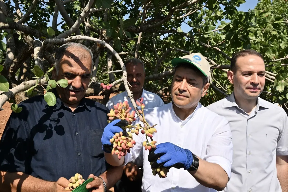 Antep Fıstığının İlk Hasadı Geleneksel Şenliklerle Yapıldı