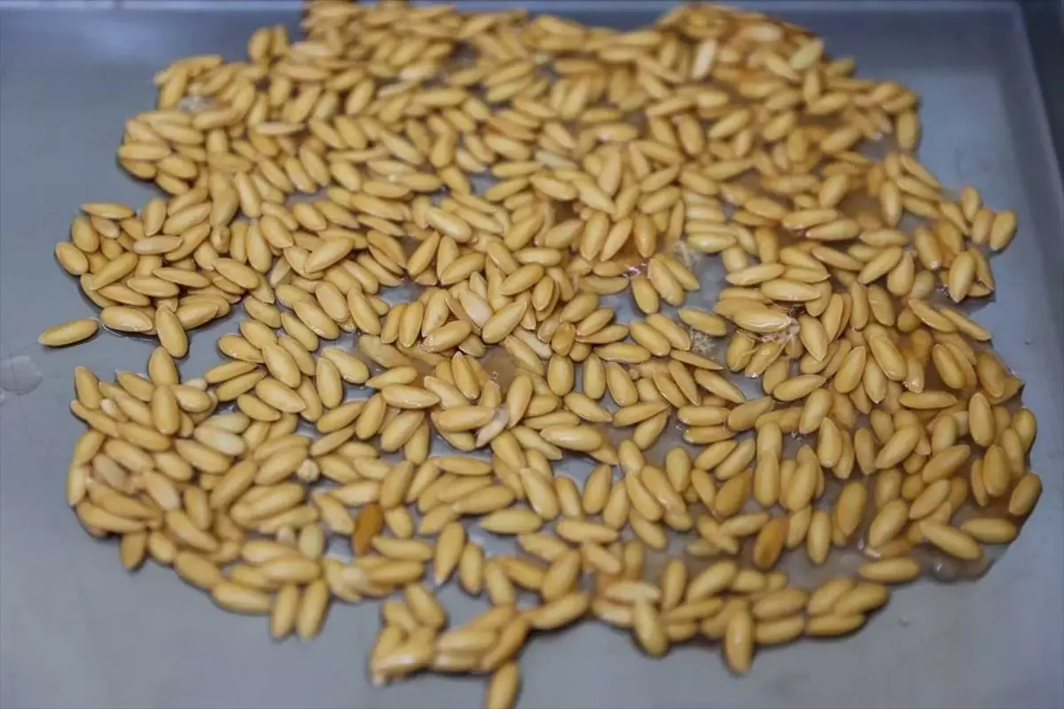 Ata Tohumları Yeniden Canlanıyor Projesi