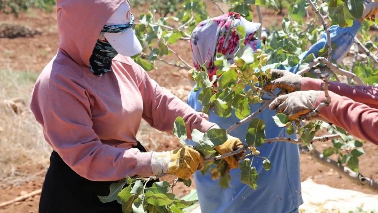 Boz Antep Fıstığı Fiyatları Üreticiyi Memnun Ediyor