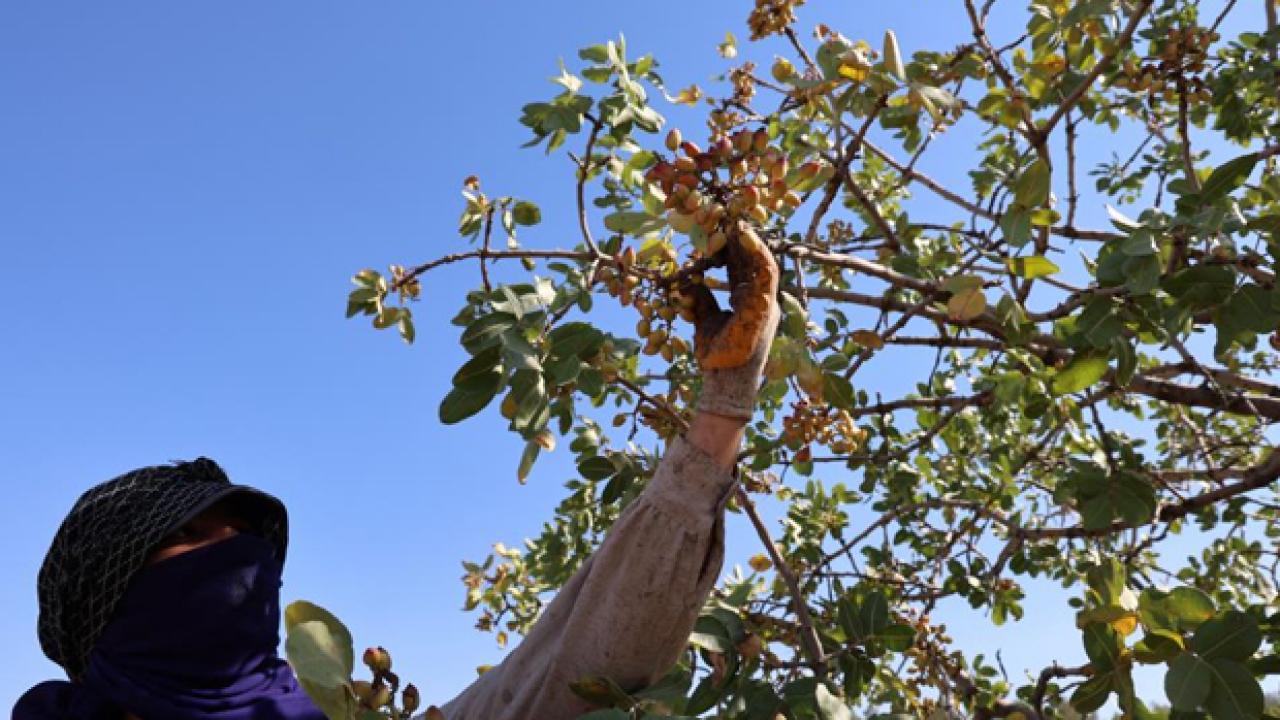 Diyarbakır'da Fıstık Hasadı başladı: Kilosu 100 TL