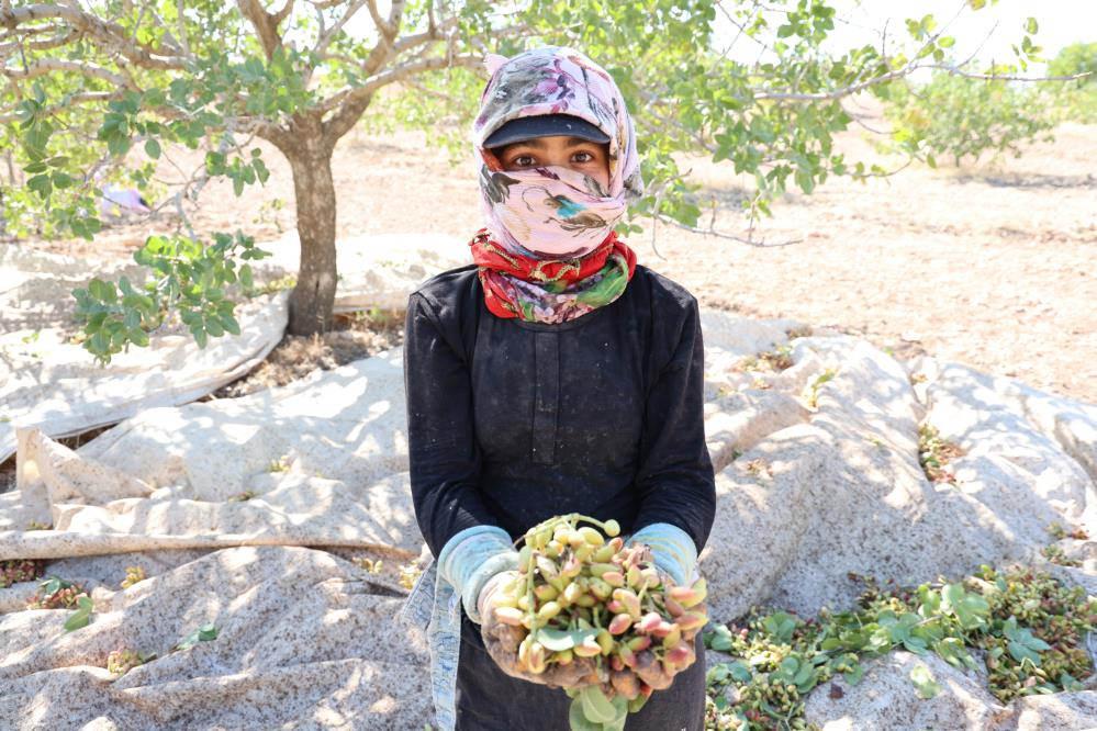 Diyarbakır'da Fıstık Hasadı başladı: Kilosu 100 TL
