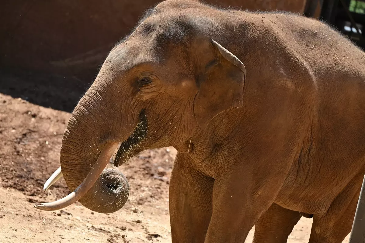 Dünya Fil Günü'nde Gabi için Özel Menü Hazırlandı