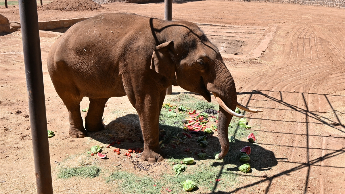 Dünya'nın İlk Tüp Bebek Fili Gabi İçin Özel Menü Hazırlandı