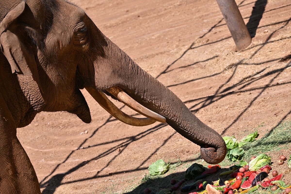 Dünya'nın İlk Tüp Bebek Fili Gabi İçin Özel Menü Hazırlandı