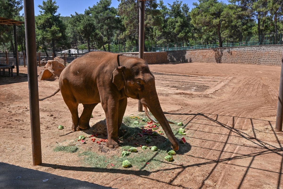 Dünya'nın İlk Tüp Bebek Fili Gabi İçin Özel Menü Hazırlandı