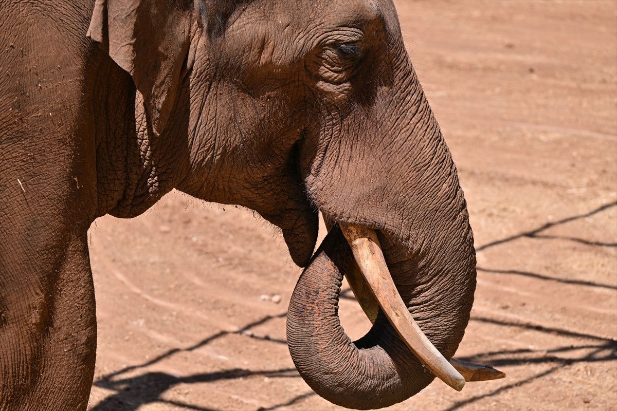Dünya'nın İlk Tüp Bebek Fili Gabi İçin Özel Menü Hazırlandı