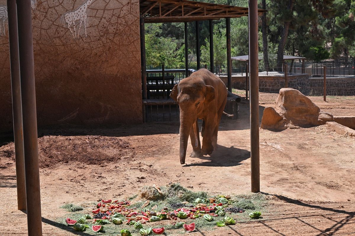 Dünya'nın İlk Tüp Bebek Fili Gabi İçin Özel Menü Hazırlandı