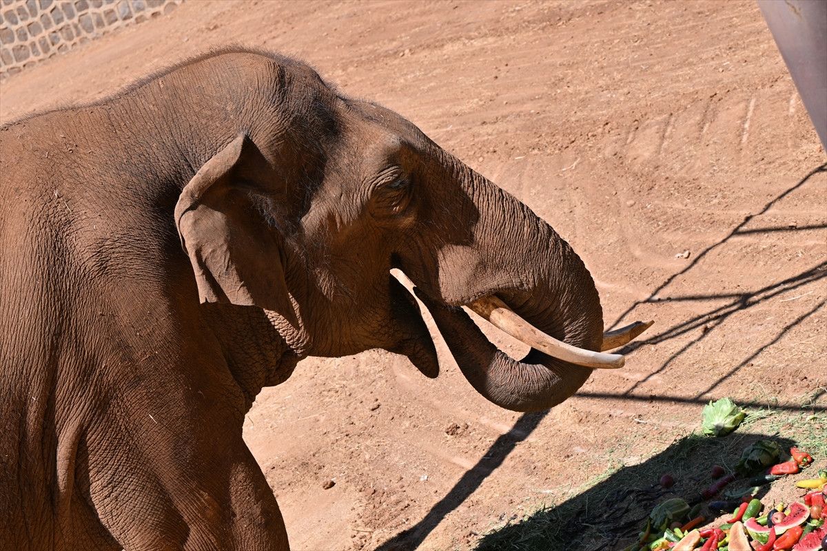Dünya'nın İlk Tüp Bebek Fili Gabi İçin Özel Menü Hazırlandı