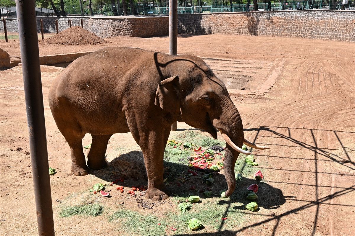 Dünya'nın İlk Tüp Bebek Fili Gabi İçin Özel Menü Hazırlandı