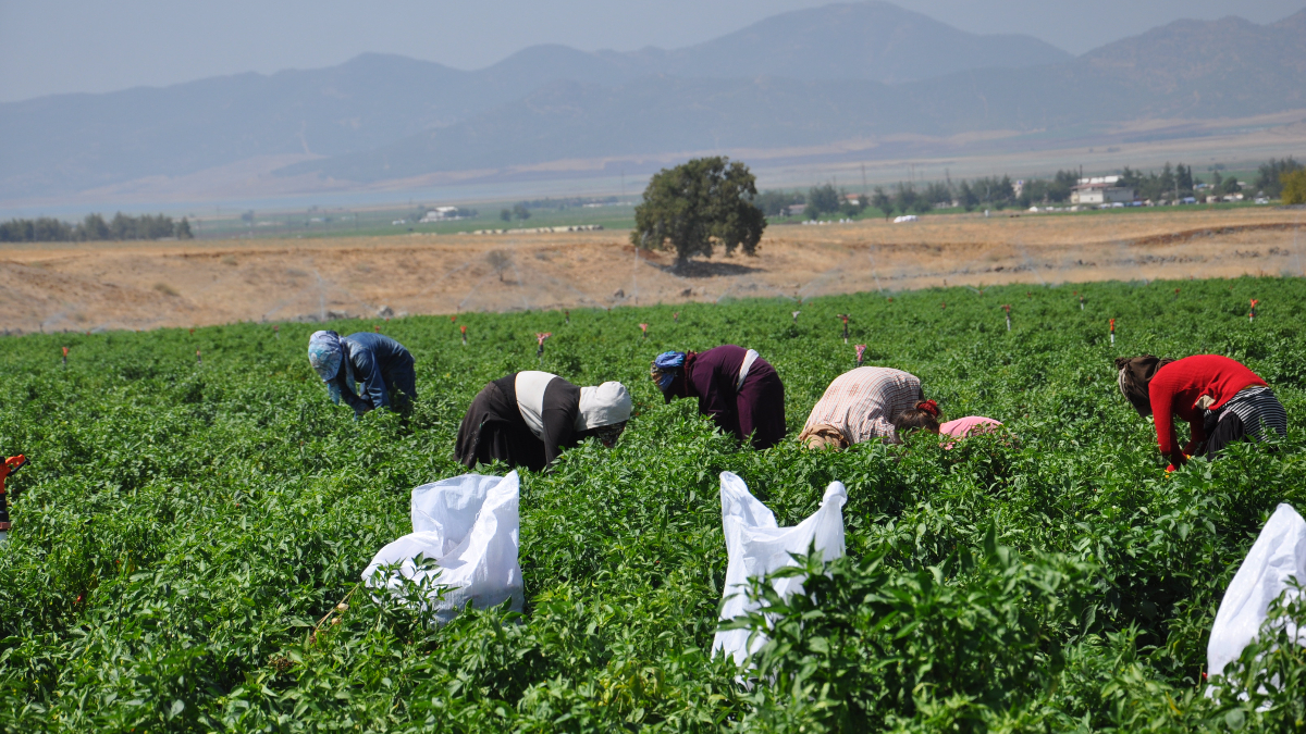 Gaziantep İslahiye'de Kuraklık Etkisiyle Kırmızıbiber Hasadı Başladı