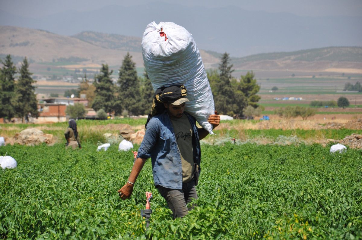 Gaziantep İslahiye'de Kuraklık Etkisiyle Kırmızıbiber Hasadı Başladı