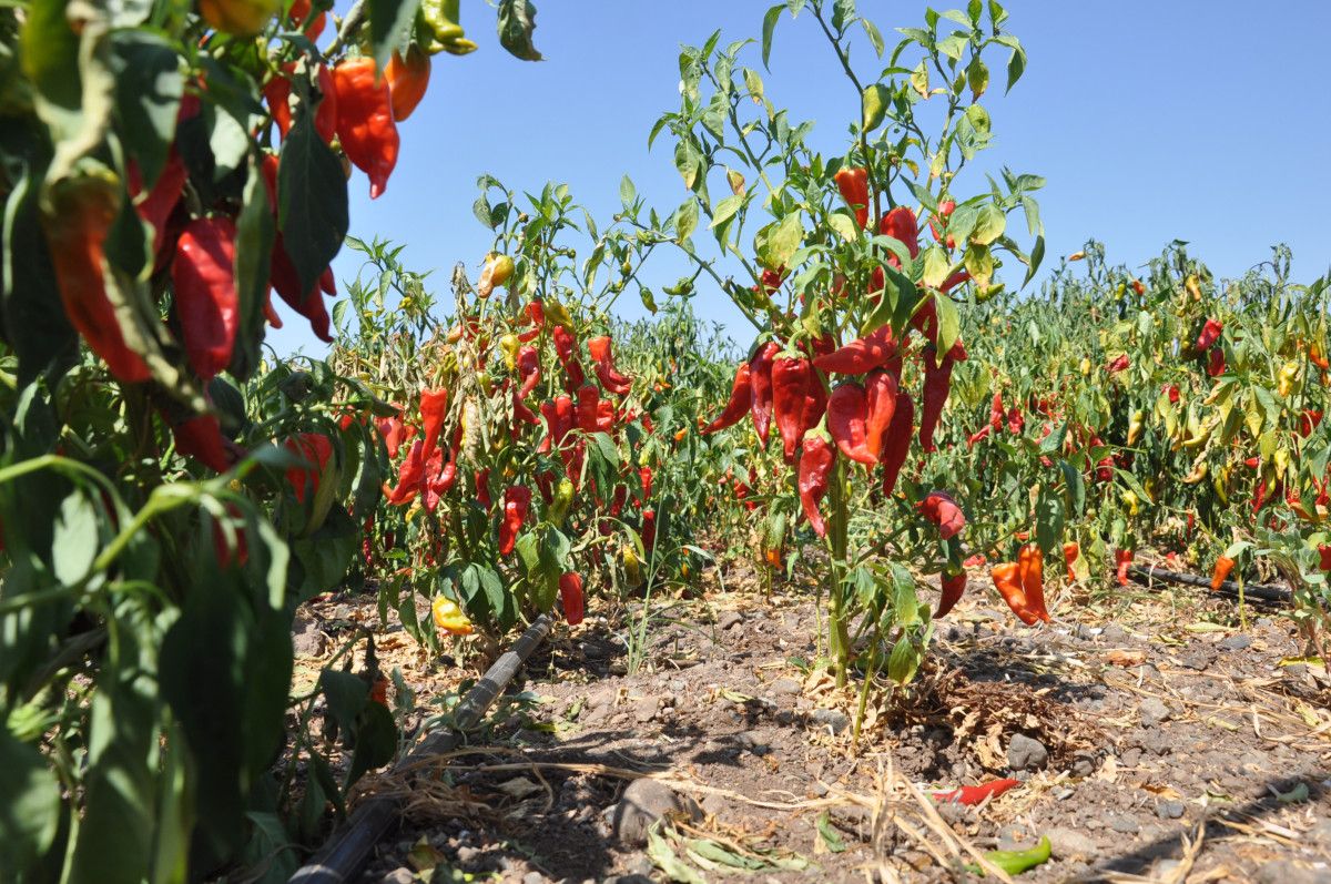 Gaziantep İslahiye'de Kuraklık Etkisiyle Kırmızıbiber Hasadı Başladı