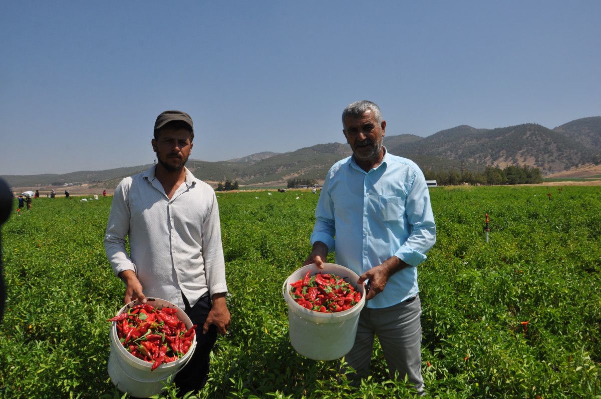 Gaziantep İslahiye'de Kuraklık Etkisiyle Kırmızıbiber Hasadı Başladı