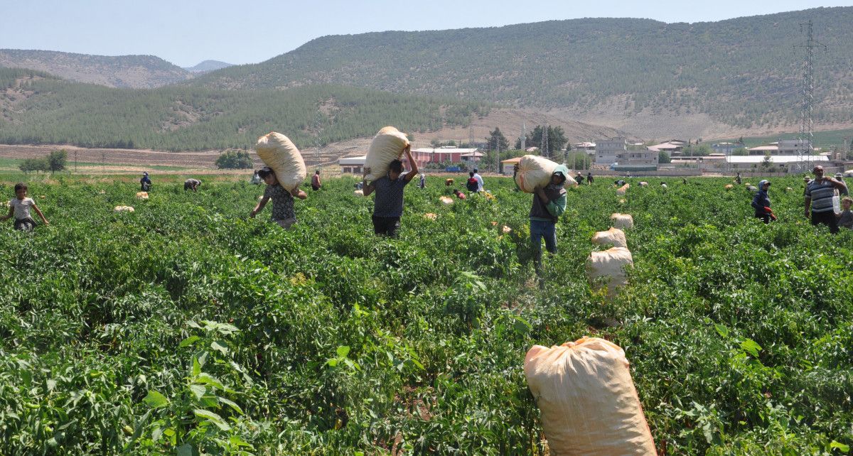 Gaziantep İslahiye'de Kuraklık Etkisiyle Kırmızıbiber Hasadı Başladı