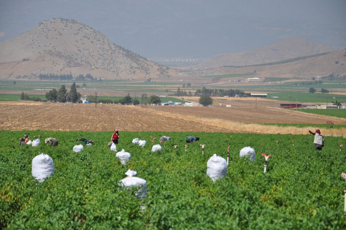 Gaziantep İslahiye'de Kuraklık Etkisiyle Kırmızıbiber Hasadı Başladı
