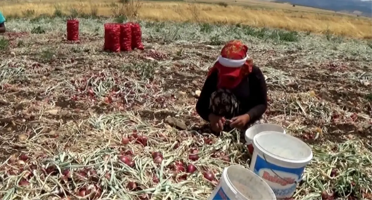 Gaziantep Nurdağı'nda Soğan Hasadı Devam Ediyor: Tarladan Tezgaha Soğan Fiyatları Arttı