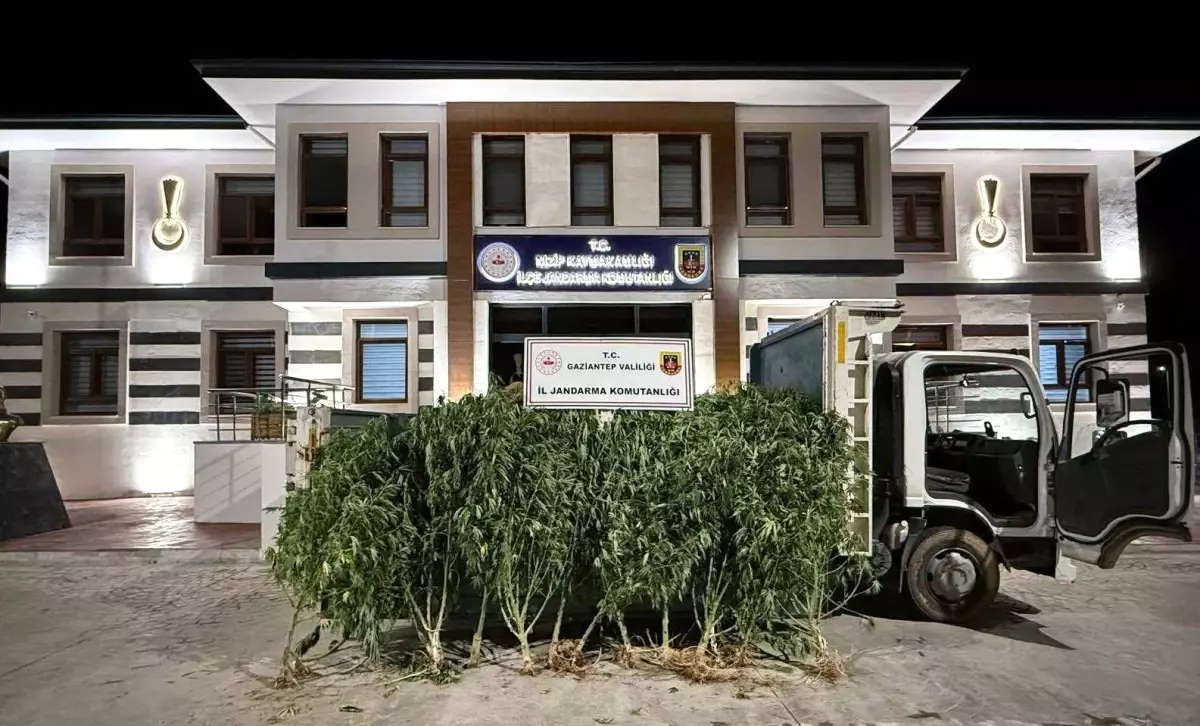 Gaziantep'te 825 Kök Kenevir Ele Geçirildi