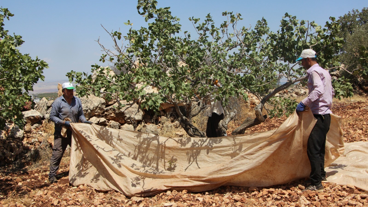 Gaziantep'te Antep Fıstığı Hasadı Başladı