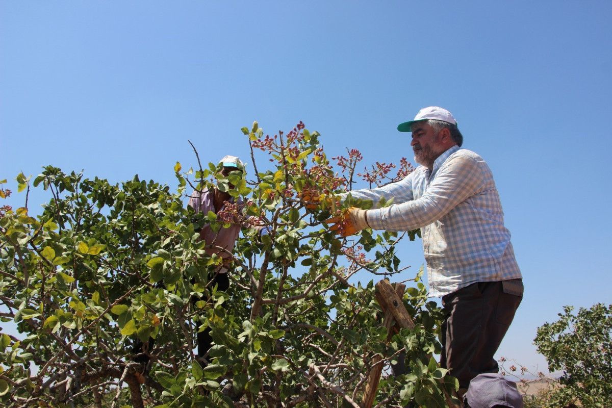 Gaziantep'te Antep Fıstığı Hasadı Başladı