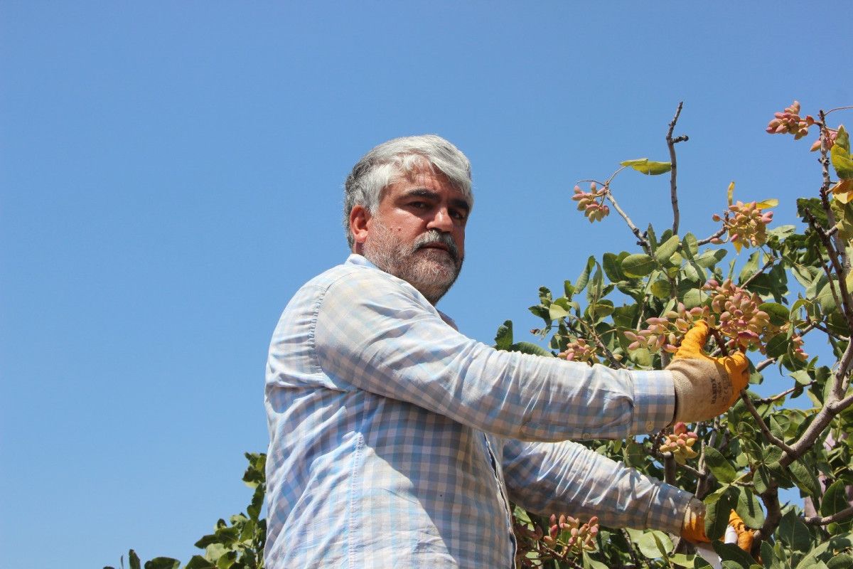 Gaziantep'te Antep Fıstığı Hasadı Başladı
