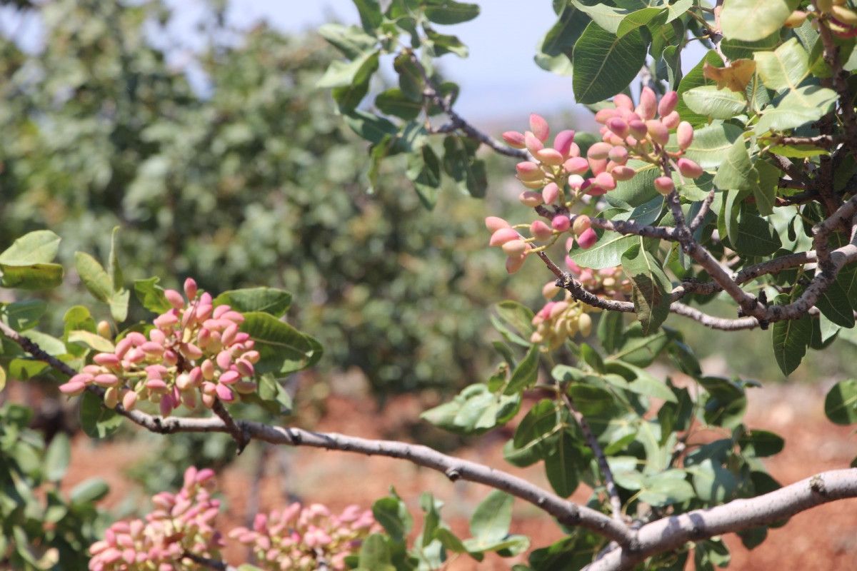 Gaziantep'te Antep Fıstığı Hasadı Başladı