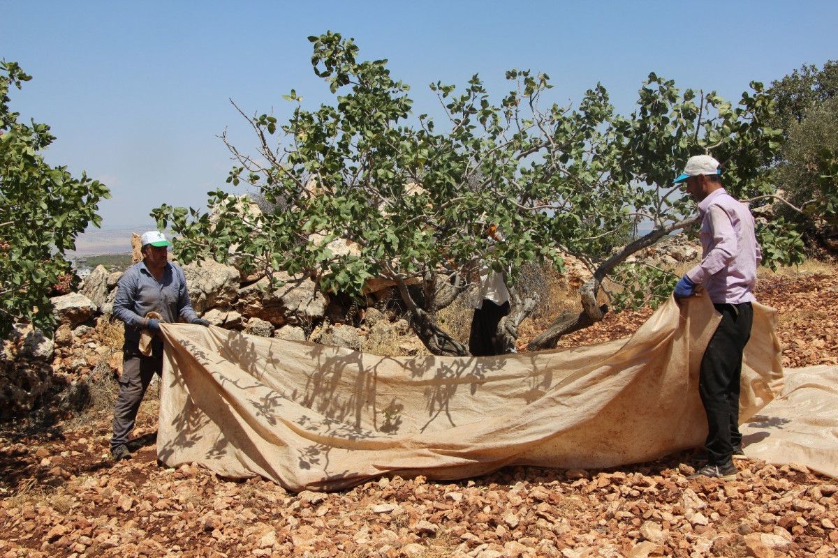 Gaziantep'te Antep Fıstığı Hasadı Başladı
