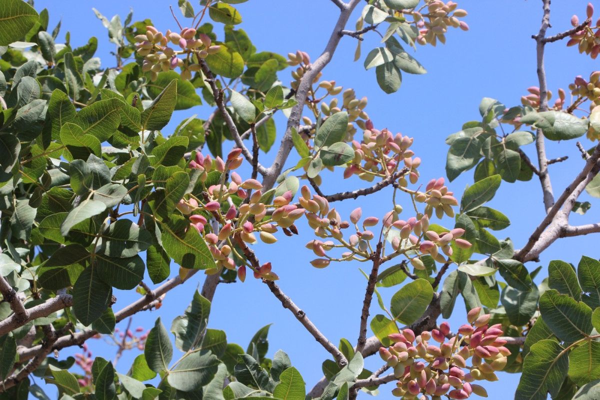 Gaziantep'te Antep Fıstığı Hasadı Başladı