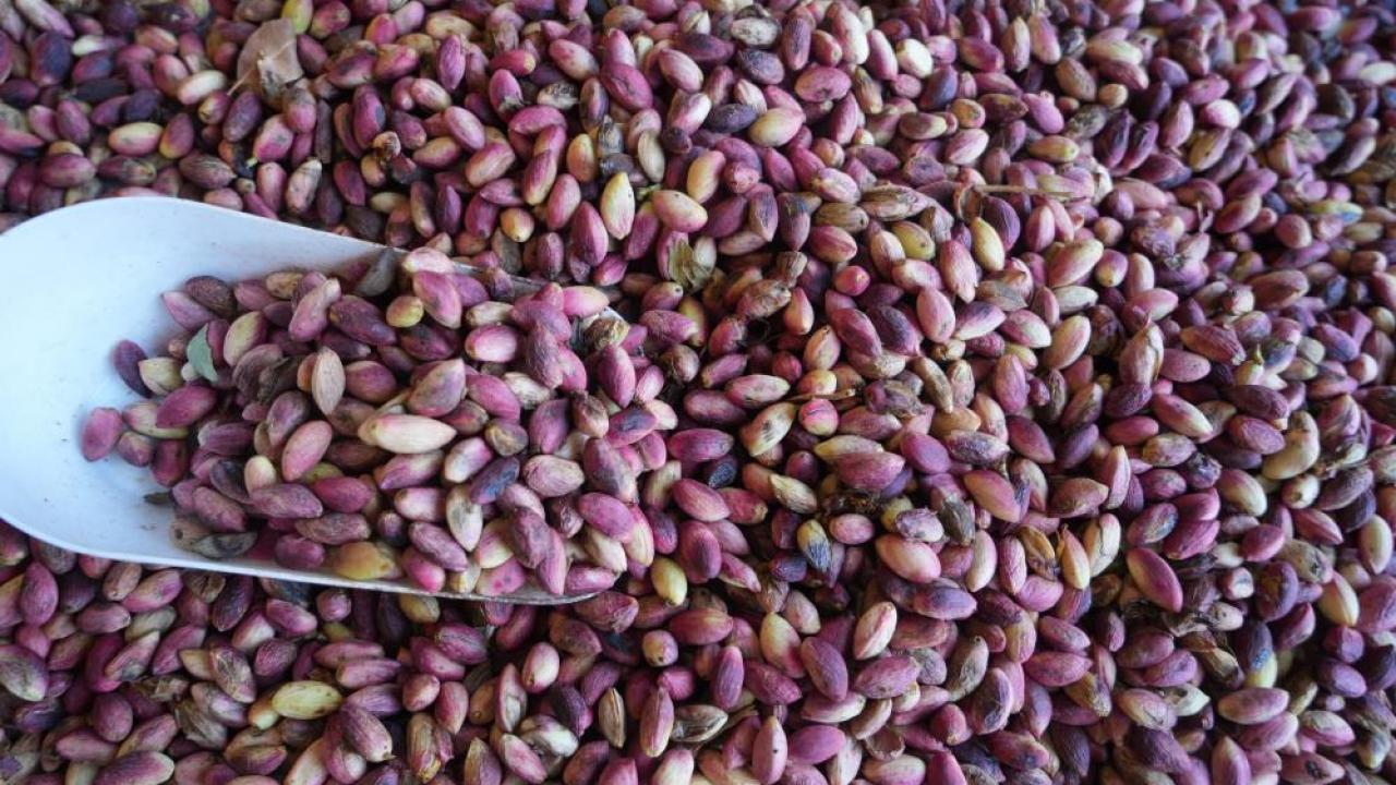 Gaziantep'te Antep Fıstığı Hasadı Başladı: Kilosu 500 TL'den Satışta