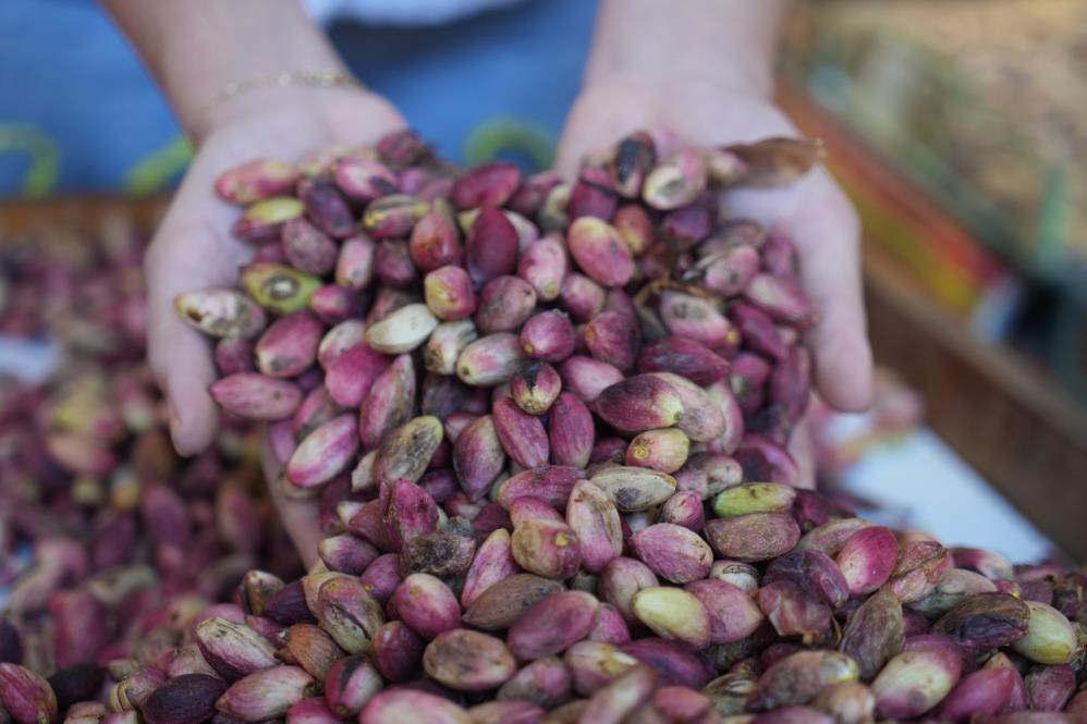 Gaziantep'te Antep Fıstığı Hasadı Başladı: Kilosu 500 TL'den Satışta