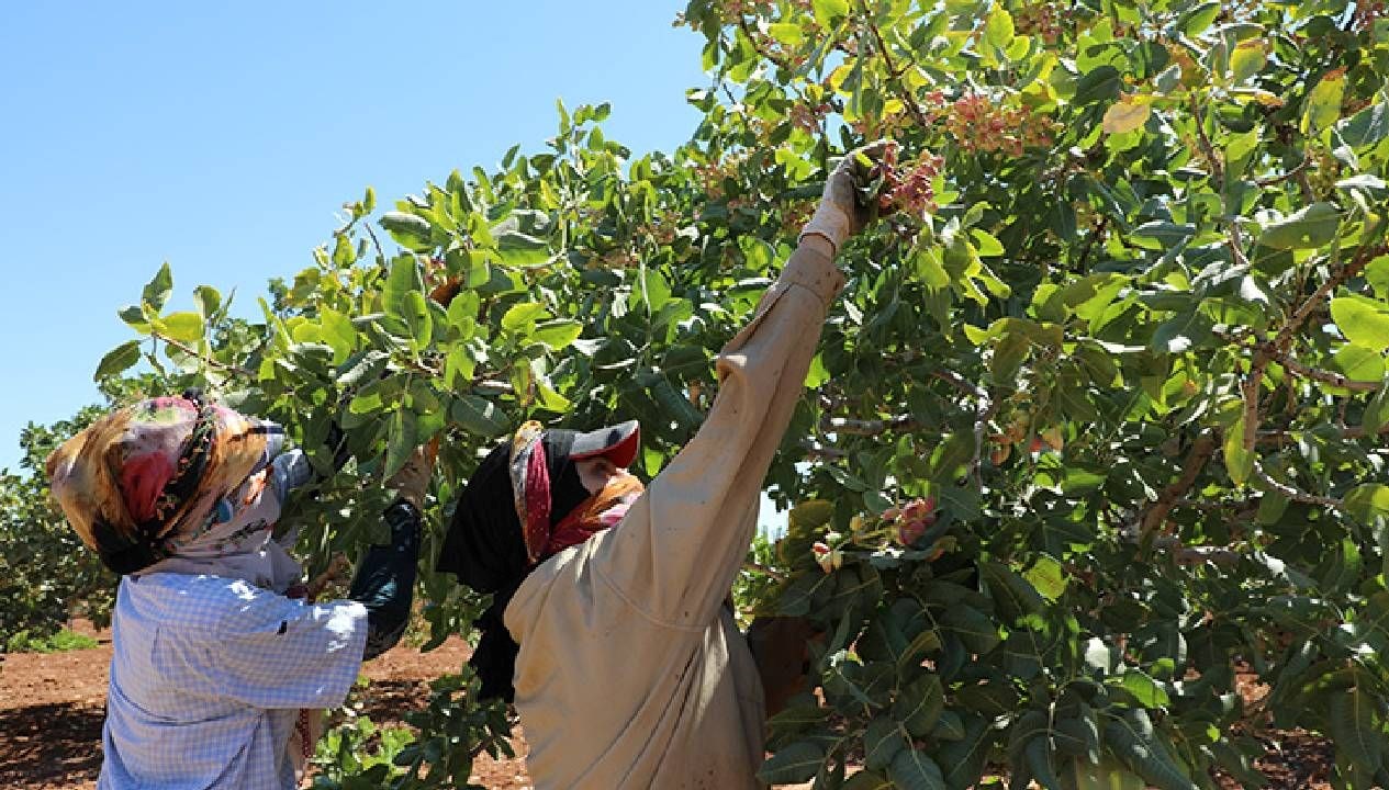 Gaziantep'te Antep Fıstığında Rekolte Düşüşü ve Artan Fiyatlar