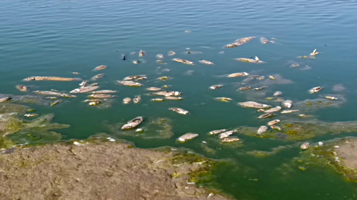Gaziantep'te Barajdaki Su Seviyesi Düştü, Balıklar Telef Oluyor