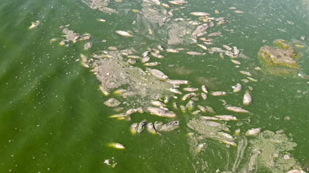 Gaziantep'te Barajdaki Su Seviyesi Düştü, Balıklar Telef Oluyor